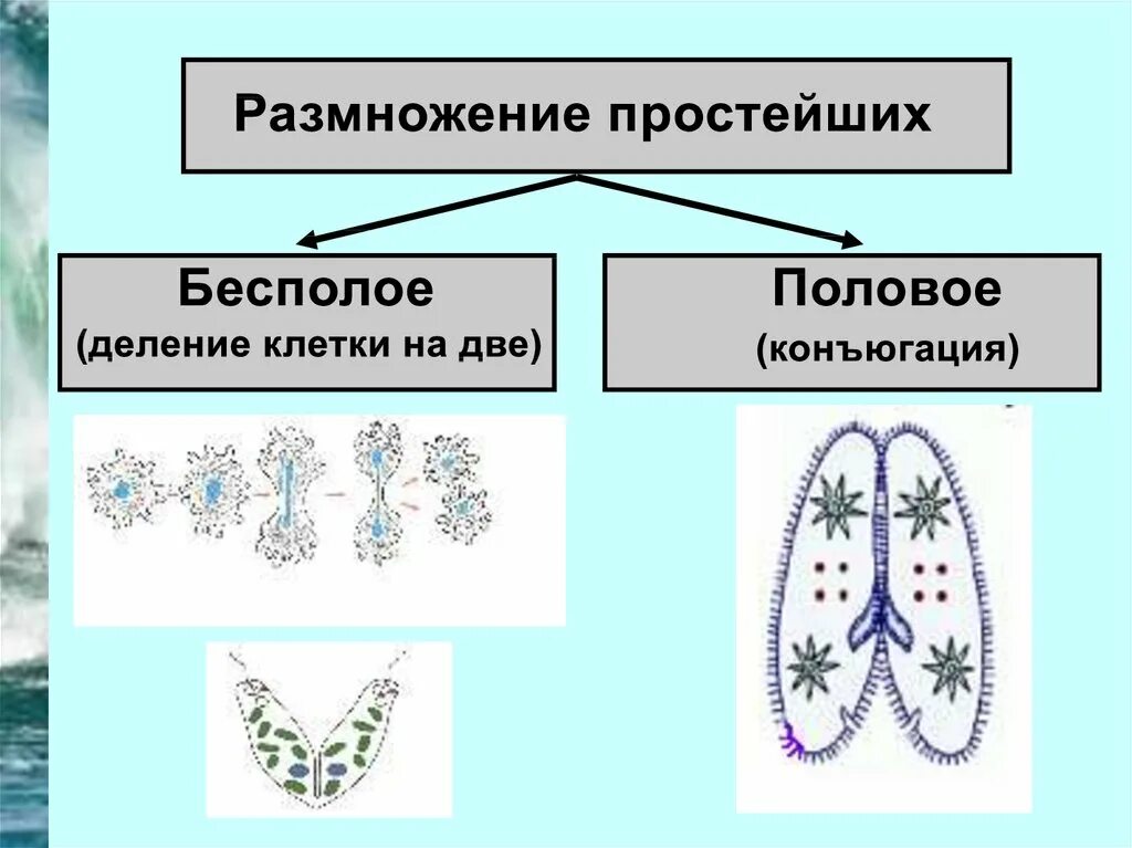 Бесполое размножение свойство. Схема бесполого размножения деление. Бесполое размножение простейших схема. Половое бесполое размножение у простейших. Типы бесполого размножения простейших.