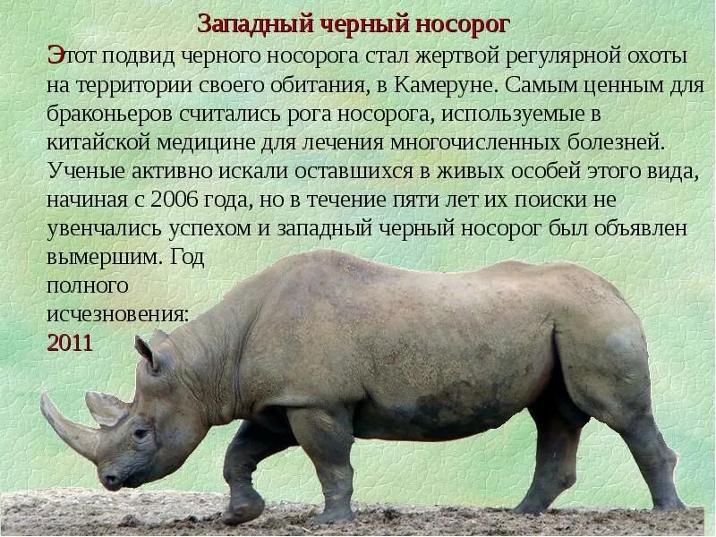 Исчезнувшие животные вымирающие животные