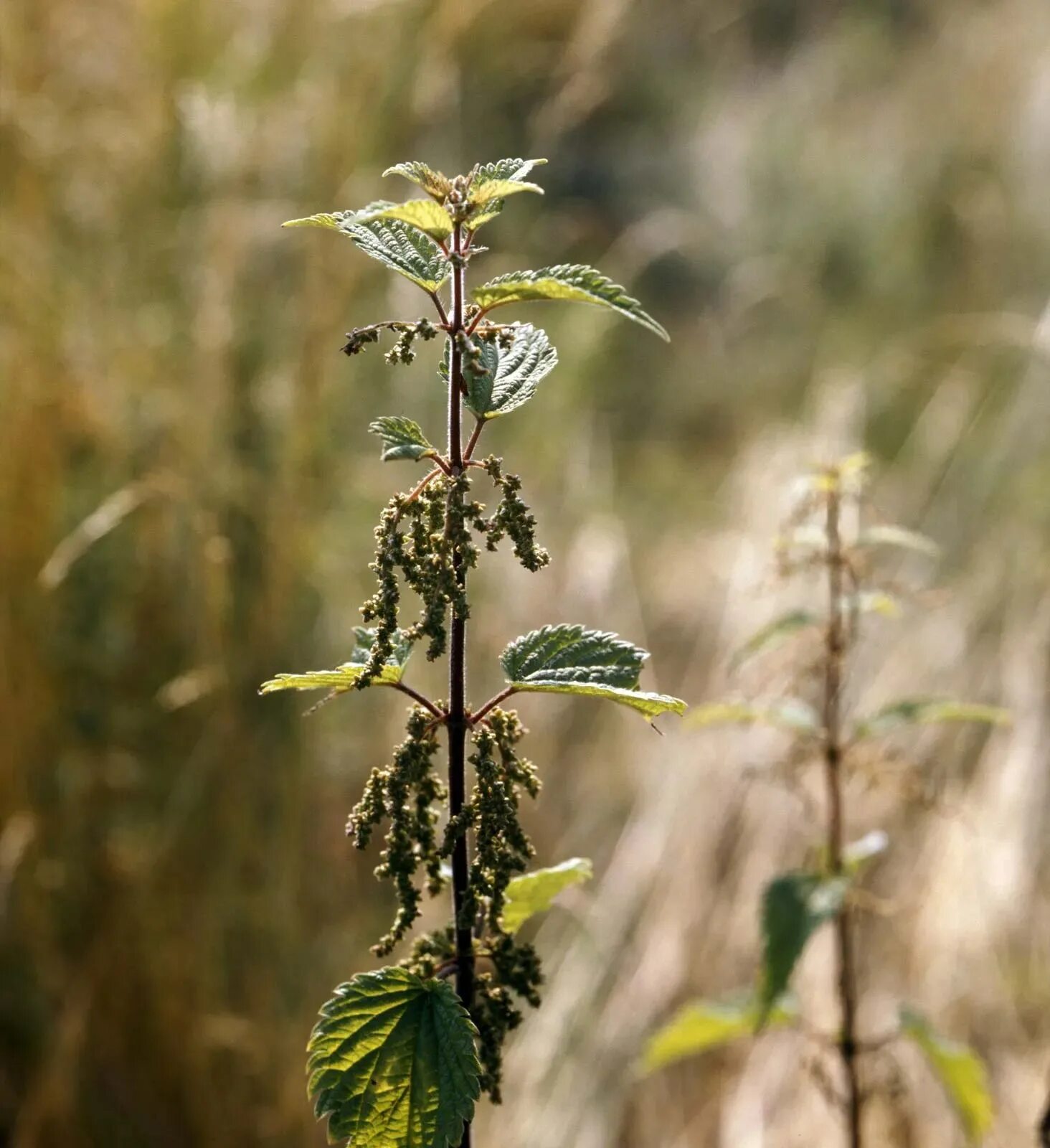 Крапива (Urtica dioica). Крапива двудомная. 5. Крапива двудомная. Крапива двудомная ядовитая?. Крапива другая