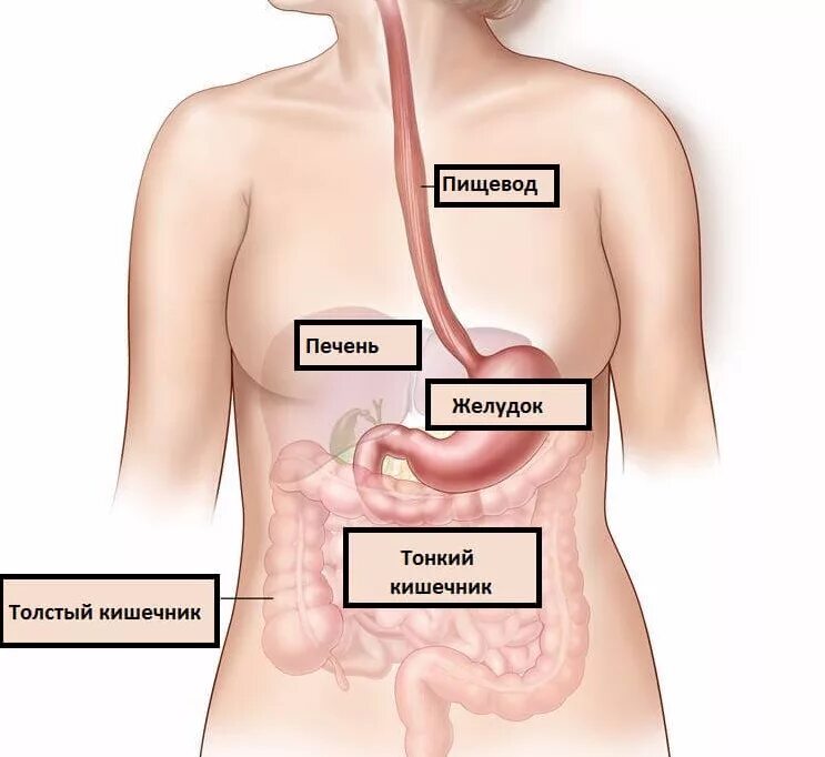 Рефлюкс эзофагит эрозия. Болезни связанные с пищеводом. Пищевод человека заболевания. Пищевод человека заболевания. Воспалительные заболевания пищевода.