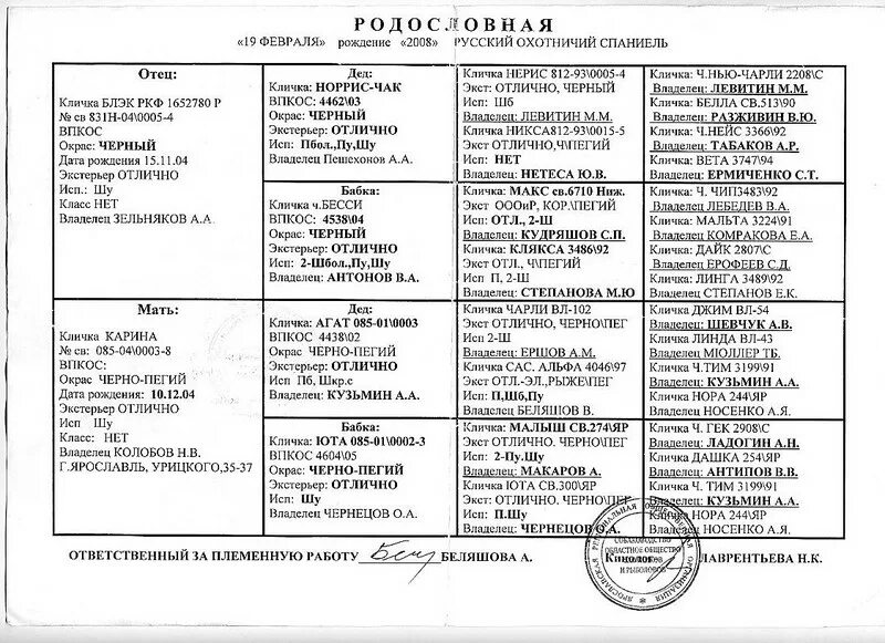 Такса родословная щенок. Что такое кофе ген у таксы. Родословная таксы ркф. Средний размер таксы. Немецкая такса.