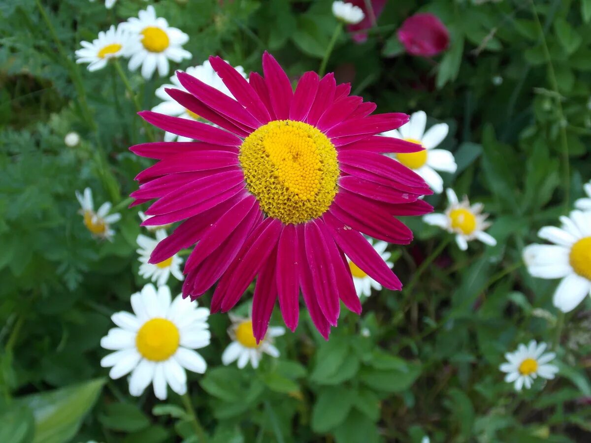 Daisies Red Flowers - Free photo on Pixabay Red flowers, Flowers, Daisy