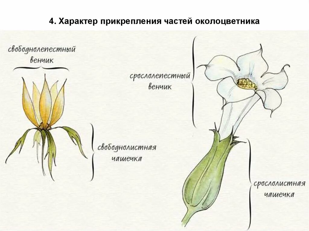 Характер прикрепления частей околоцветника. Околоцветник чашечка и венчик. Строение цветка схема венчик. Строение чашечки и венчика.