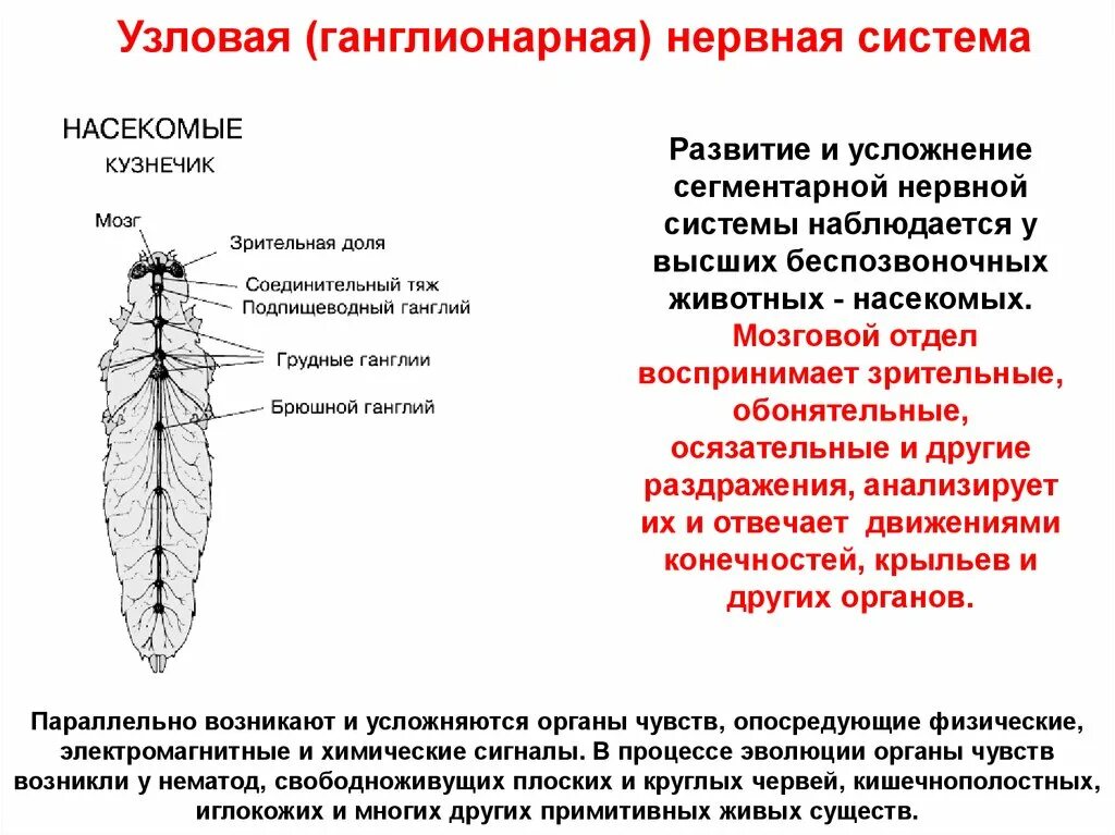 Ганглиозная нервная система схема. Усложнение нервной системы беспозвоночных. Типы нервной системы животных строение. Типы нервной системы Узловая трубчатая. Диффузно разбросанная нервная система