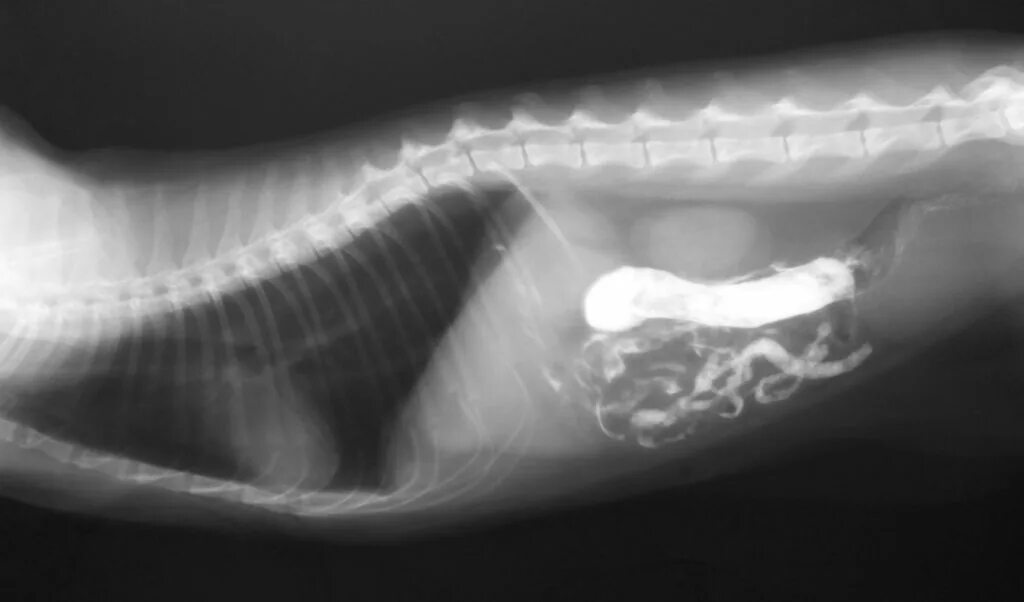 Рентген инвагинации кишечника у собаки. Некроз кишечника у собаки. Заворот кишечника у собаки рентген. Инвагинация кишечника у собак. Инвагинация кишки ультрасонография.