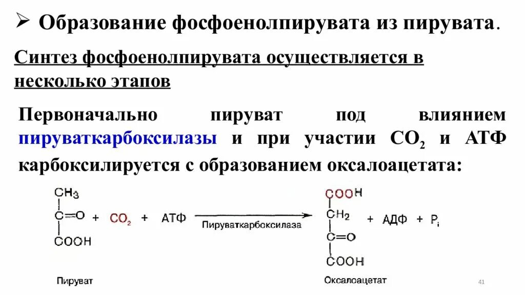 Образование фосфоенолпирувата из пирувата. Реакция образования ПВК из фосфоенолпирувата. Образования пировиноградной кислоты из фосфоенолпирувата. Пируват из ыосыоенолпируват.