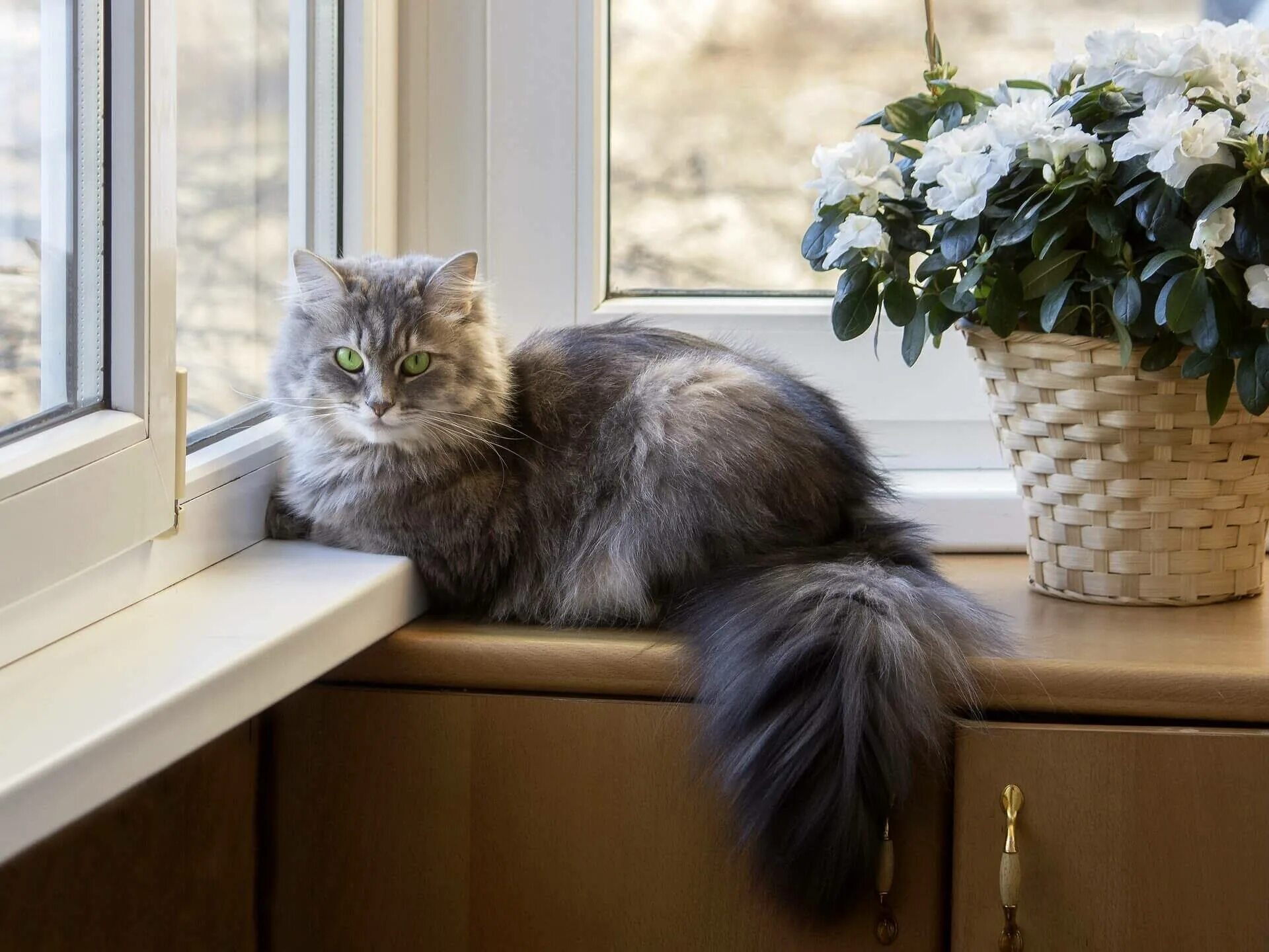 Спать на балконе. Котенок на подоконнике. Кошка на окне. Кот на балконе. Кошка на подоконнике.