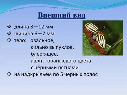 Откуда прибыл колорадский жук