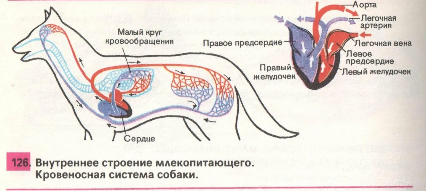 Внутреннее строение млекопитающих кратко. Внутреннее строение млекопитающих системы. Строение кровеносной системы лисы. Внутреннее строение млекопитающих схема. Строение кровеносной системы млекопитающих.