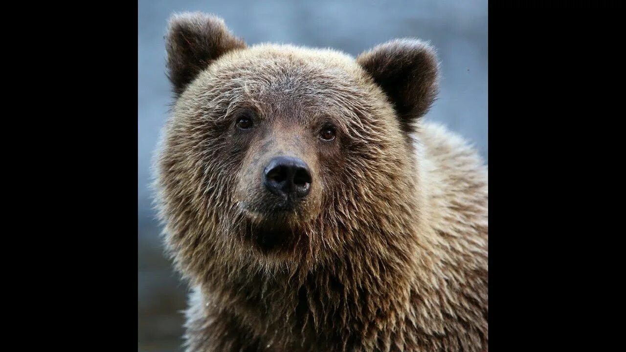 Медведь Гризли русский. Русый медведь. Русский медведь добрый. Шапка "бурый медведь".