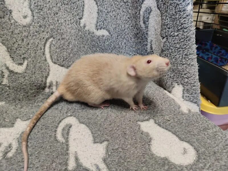 Крыса тг. Крыса тг. Крыса. Эмодзи крыса. Крыса стикер.