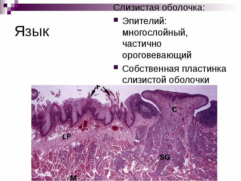 Оболочка эпителия. Гистологическое строение слизистой оболочки. Строение желудка гистология препарат. Строение слизистой оболочки желудка гистология эпителий. Слизистая языка гистология.