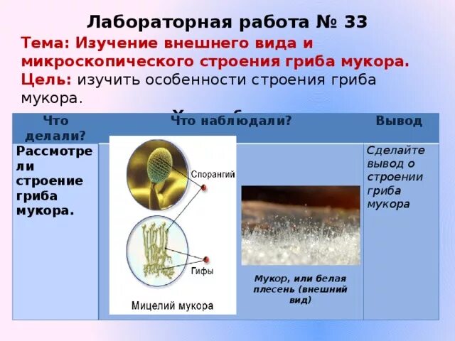 Каково значение мукора в жизни человека. Строение плесневых грибов мукор. Строение гриба мукора. Гриб мукор строение. Строение гриба Mucor.