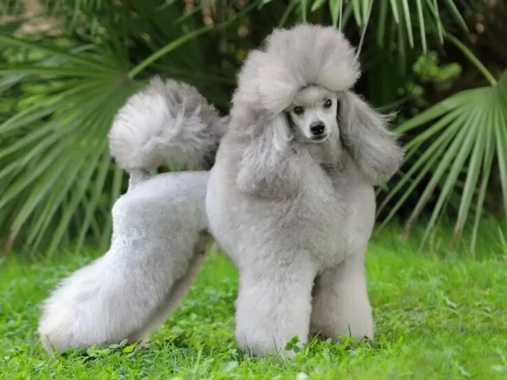 Lovely Poodle puppy, French poodles, Poodle