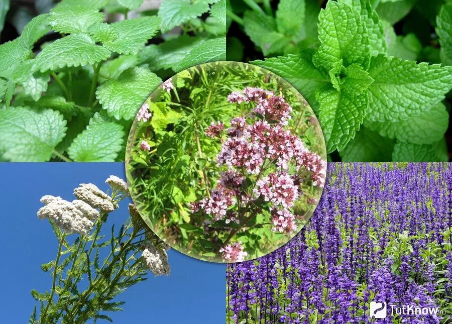 Дикоросы зелень. Сад пряных трав. Мята розмарин тимьян. Выращивание лекарственных растений. Культивирование растений.