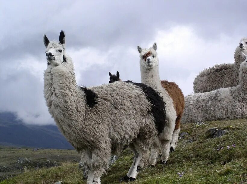Pin by Mary Coln on llama Llama pictures, Animals, Barn animals