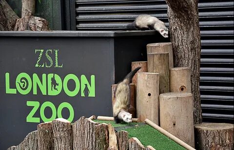 Лондонский зоопарк.