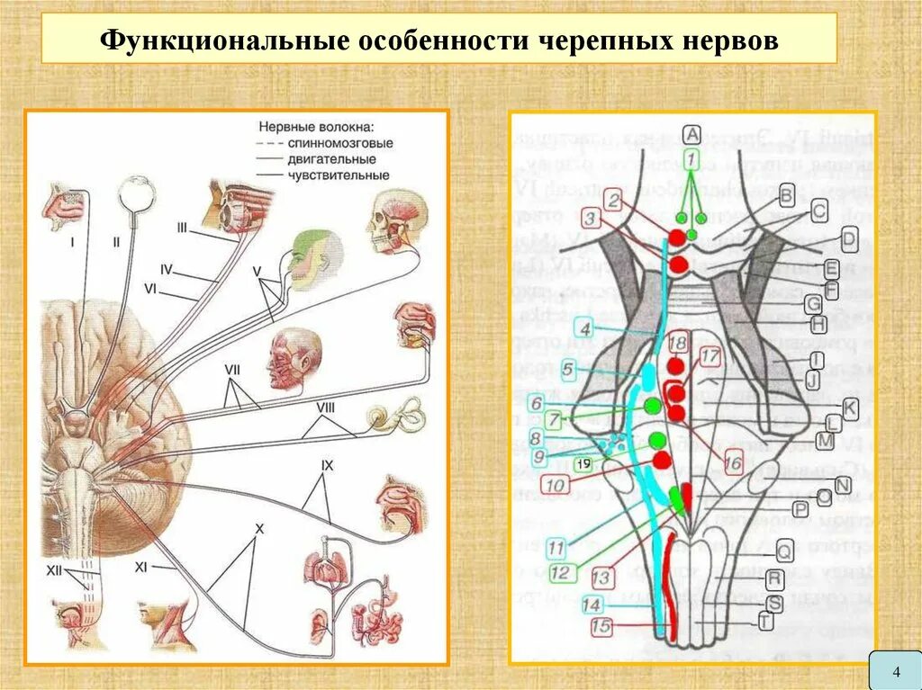 Область черепных нервов. Ядра 12 черепных нервов. Ядра черепно мозговых нервов схема. 12 Пар черепных нервов схема. Ядра ЧМН схема.