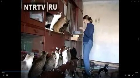 Женщины и коты слушать