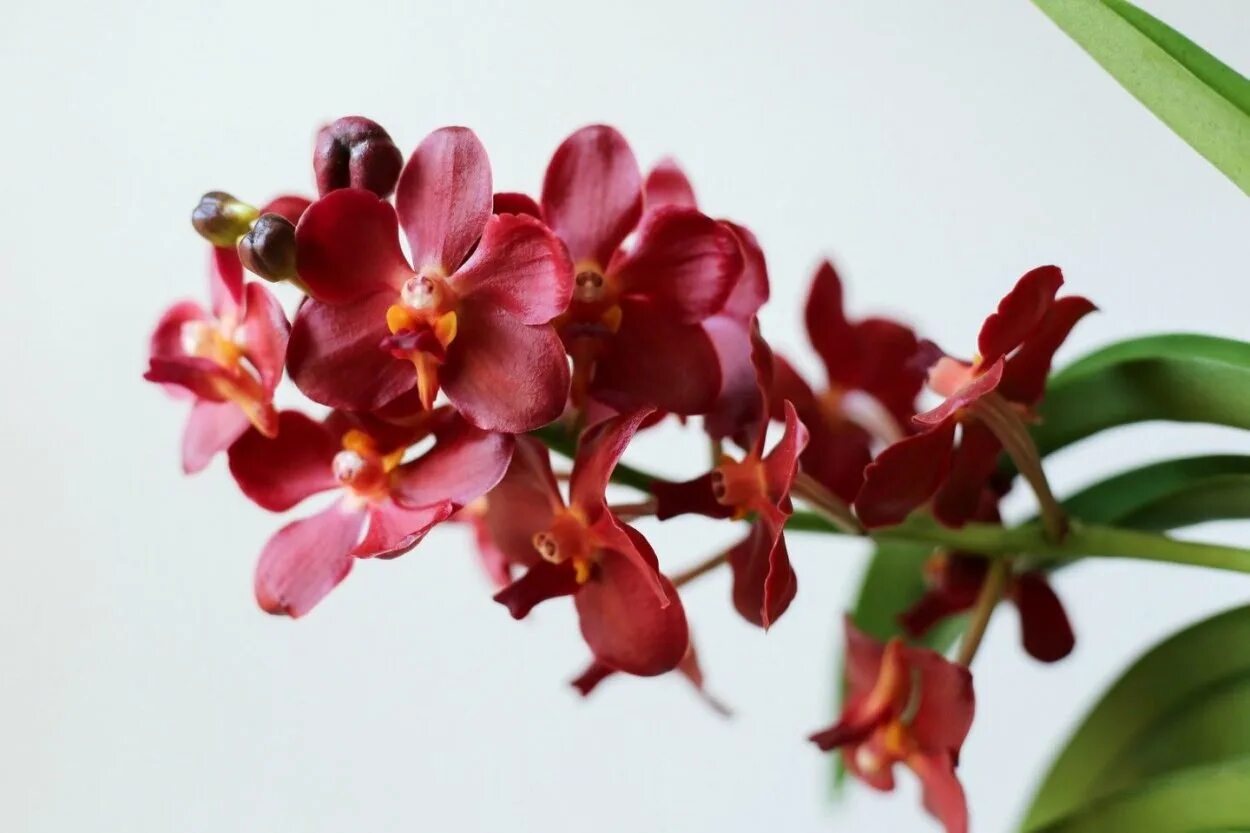 Орхидея кимоно фаленопсис. Фаленопсис черри бум. Пинлонг черри орхидея фаленопсис. Орхидея черри. Орхидея черри.