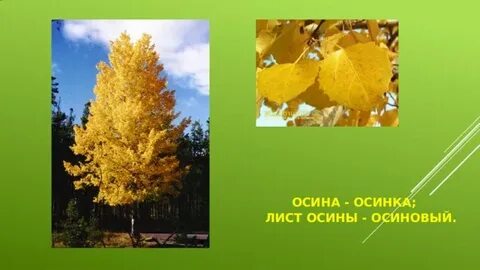У осинки 3