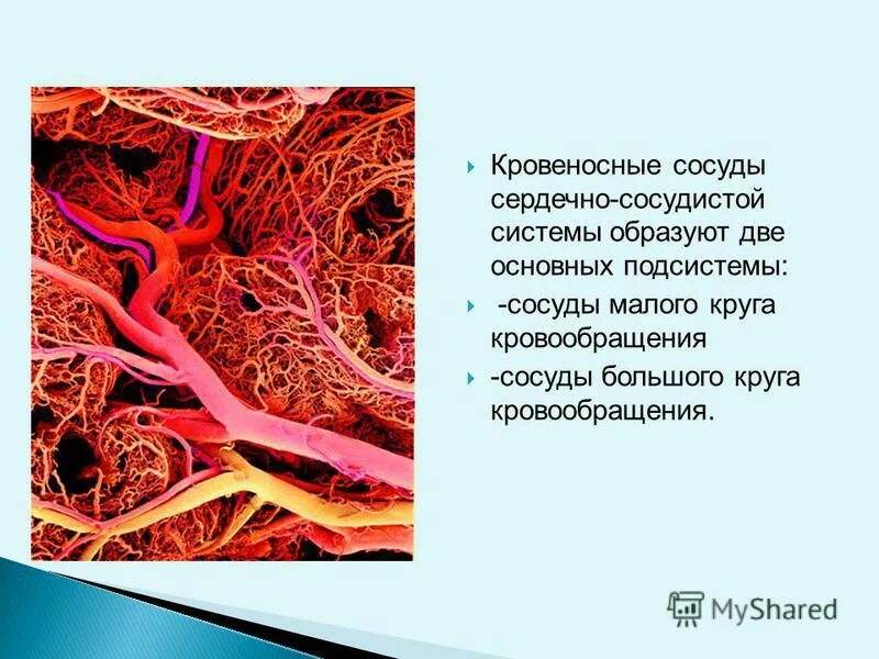 крупные кровеносные сосуды. кровяное давление. в кровеносных сосудах в основном присутствуют. в кровеносных сосудах в основном присутствуют. схема строения стенки артерий вен капилляров.