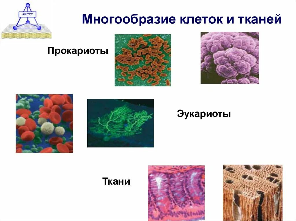 Формы жизни прокариоты