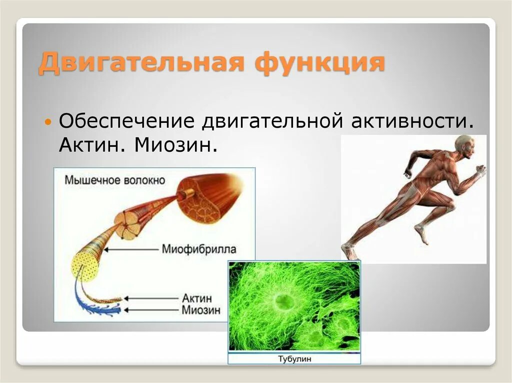 Двигательная функция миозина. Сократительная двигательная функция белков. Актин и миозин функции. Актин двигательная функция.