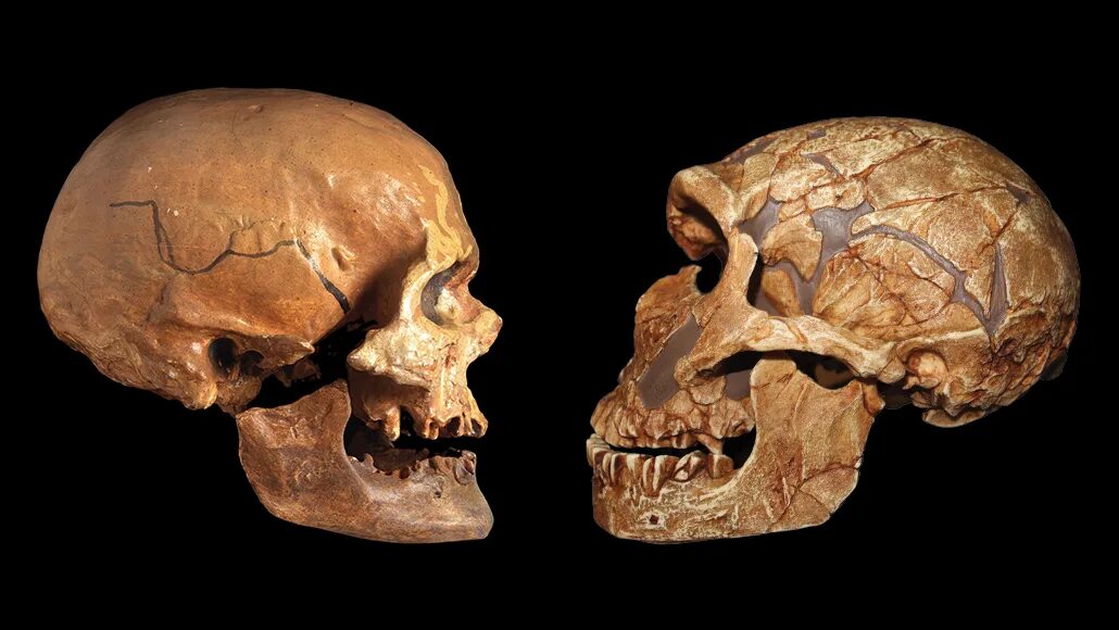 Череп древнего человека и современного. Неандерталец (homo Neanderthalensis) череп. Череп хомо сапиенс и неандертальцы. Хомо сапиенс сапиенс череп. Хомо сапиенс первый череп.