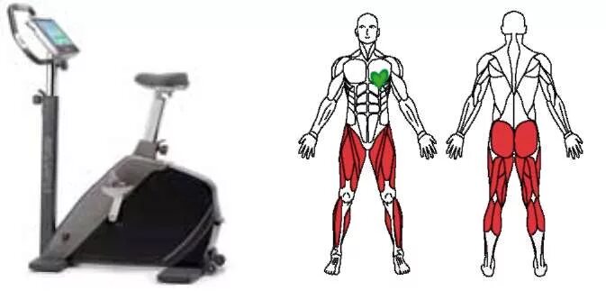 Велотренажер группы мышц. Велотренажёр группы мышщ. Мышцы задействованные на велотренажере. Тренажер велосипед группы мышц.