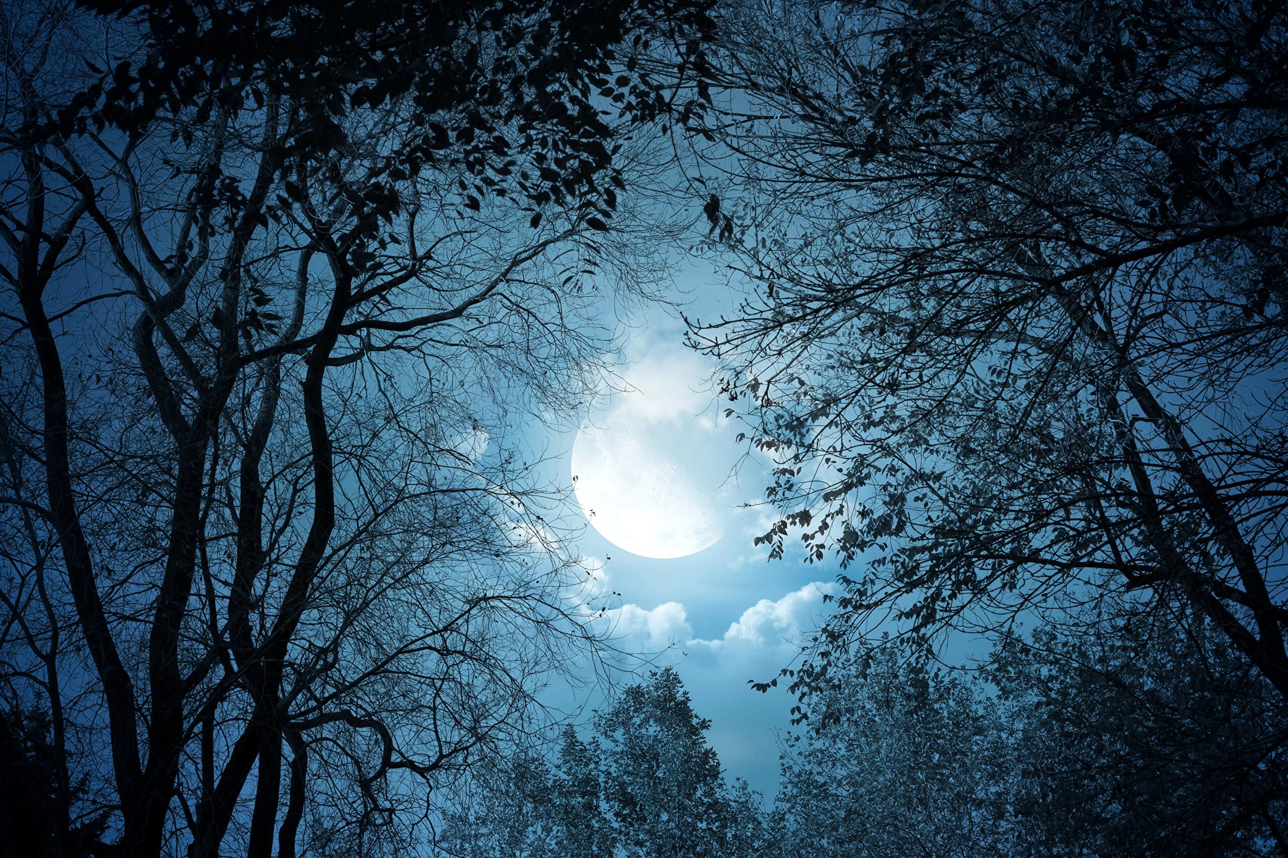 Ночная природа. Ночной пейзаж. Ночь Луна. Природа ночью. Луна живая природа