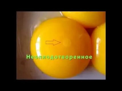 Зародыш в желтке