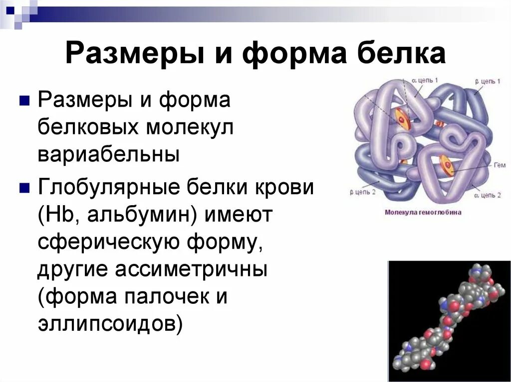 Формы белка. Классификация РО формебелковых молокул. Размеры и формы белковых молекул. Размеры и формы белковых молекул биохимия. Классификация белков по форме молекул.