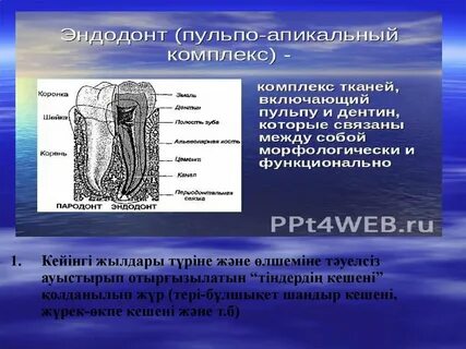 Комплекс тканей