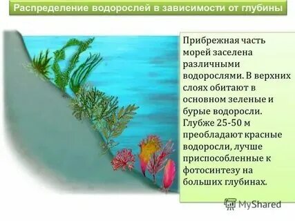 На больших глубинах обитают какие водоросли