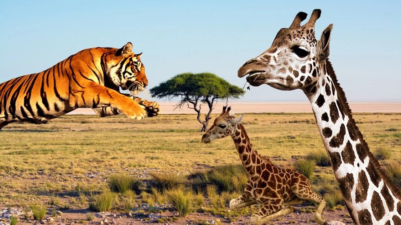 Лев тигр жираф. Жираф и тигр. Тигры и Жирафы. Жирафы и зебры. Жираф тигр Зебра.