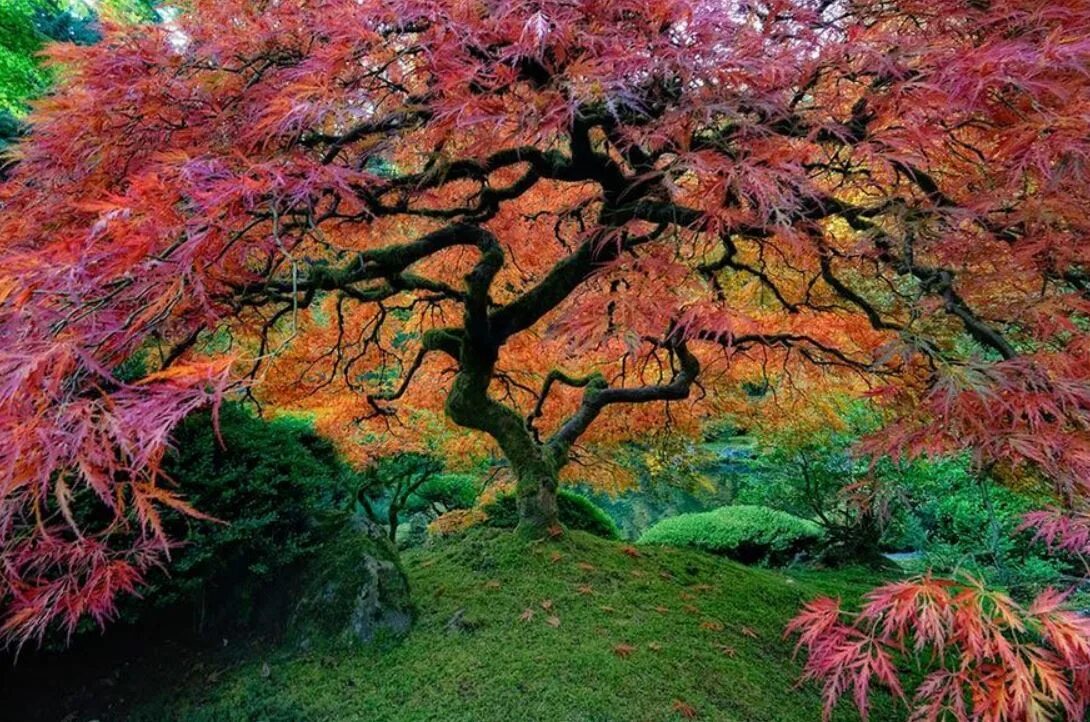 Сон красивые деревья. Японский клен Орегон. Японский клён в Портленде, штат Орегон. Клен японский Acer japonicum. Дланевидный клен в Орегоне.