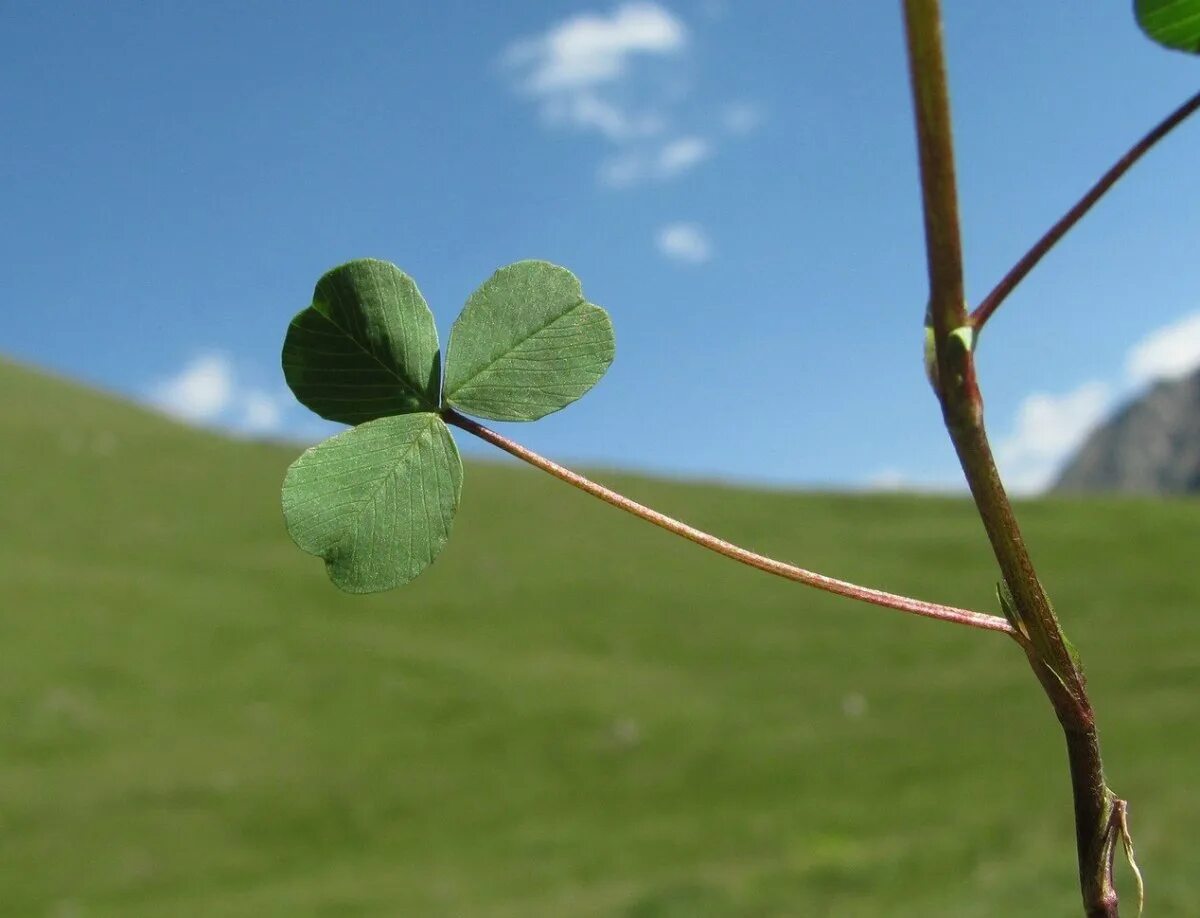 Сбежавший цветок. Trifolium spadiceum. Побег растения. Побег дерева. Побег картинка.