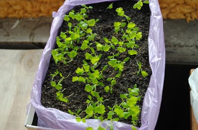 Любисток всходы. Рассада сельдерея черешкового. Всходы сельдерея черешкового. Сельдерей черешковый посев. Посев сельдерея листового на рассаду.