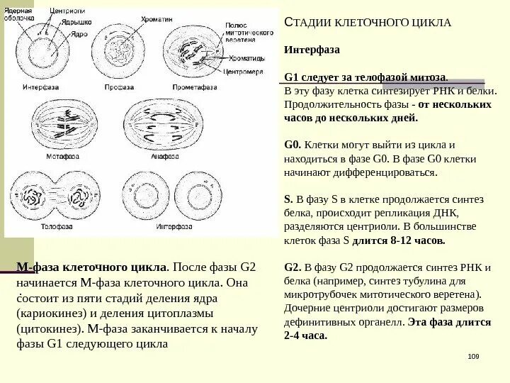 Митоз фазы кратко. Жизненный цикл клетки интерфаза и митоз. Периоды в интерфазе митотического цикла. 5. Жизненный цикл клетки. Митотический цикл. Интерфаза.. Фазы клеточного цикла митоза.