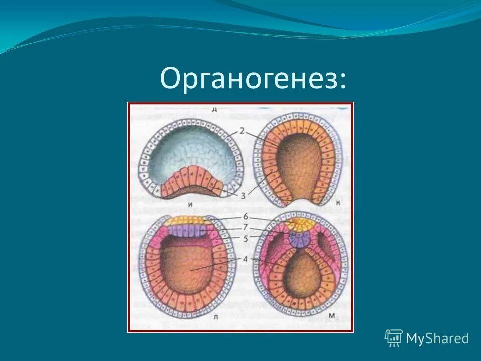 Онтогенез органогенез