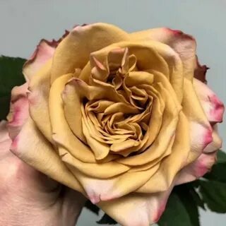 Rose premium