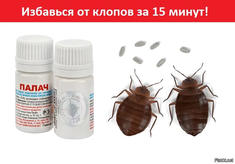 Как избавиться от клопов эффективный способ. Клоп постельный средство против клопов. отрава для постельных клопов. средство от клопов и тараканов. средство против клопов в квартире.