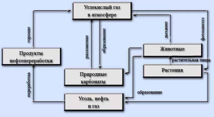 Круговорот углерода химия. Цикл углерода схема. Круговорот углерода в природе схема. Круговорот углерода в биосфере схема. Схема круговорота углерода в биосфере схема.