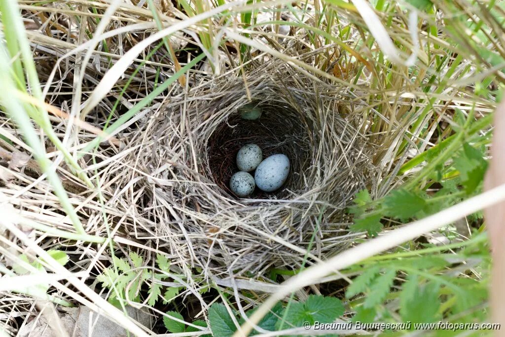 The nest of pea