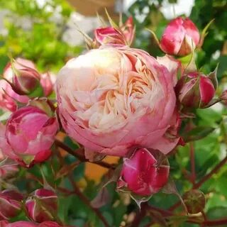 Classic rose