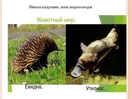Первозвери это