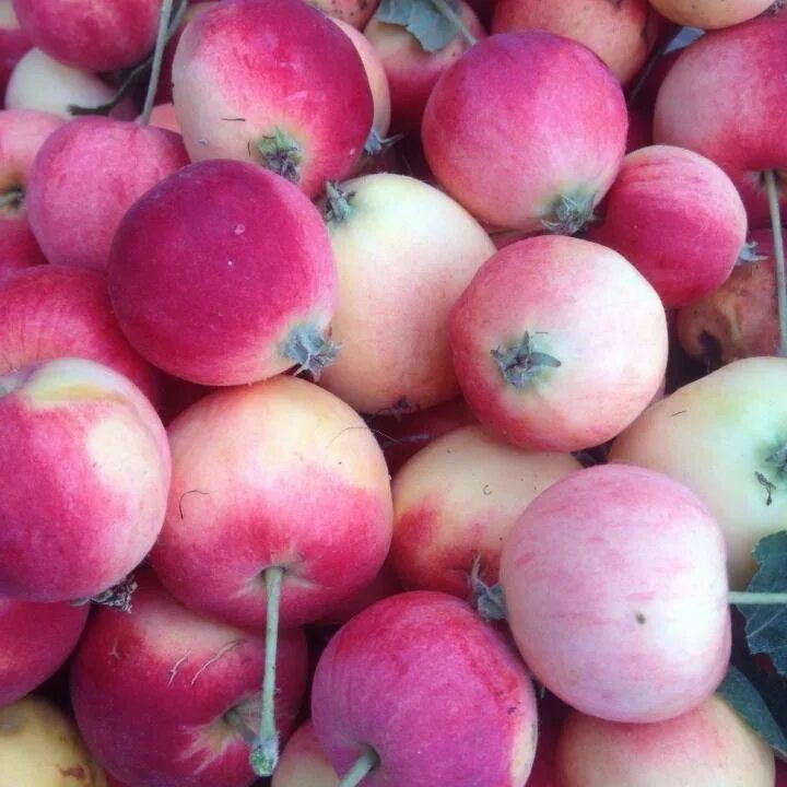 Яблоня сорт ранет. Ранетки сорт яблок. Ранетка сортотип яблок. Ранетки яблочки. Ранетка сортотип яблок.