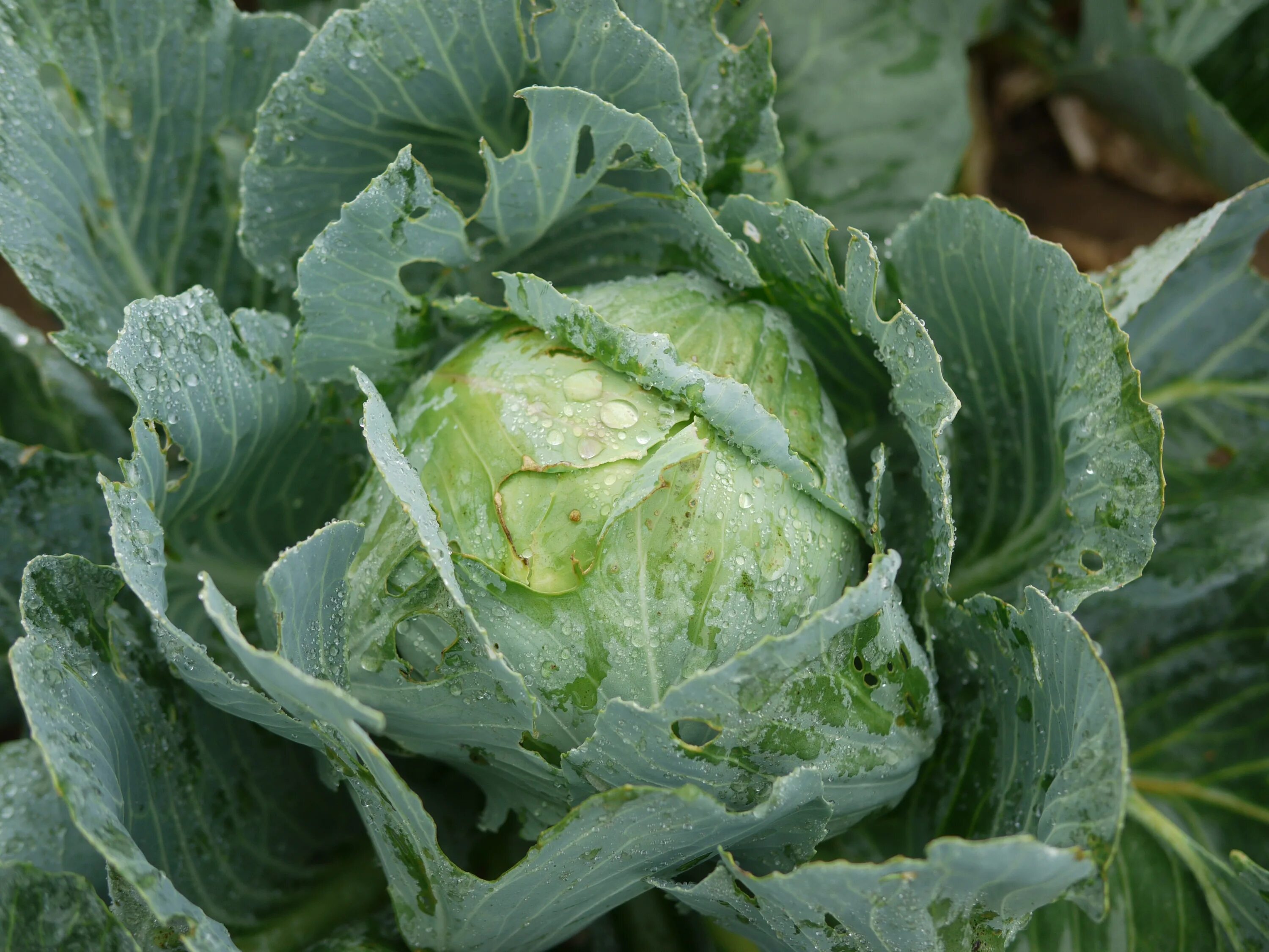 Капуста тундра f1. Кила белокочанной капусты. Капуста кочанная Огородная. Brassica carinata.