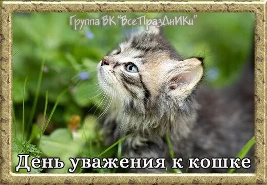 День уважения к кошке